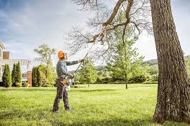 Best Tree Cabling and Bracing  in Stanton, TX