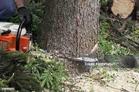 Best Commercial Tree Services  in Stanton, TX