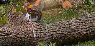 Best Palm Tree Trimming  in Stanton, TX