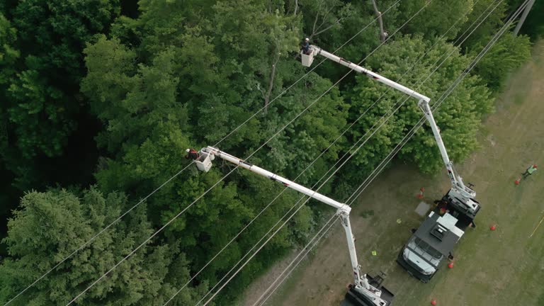  Stanton, TX Tree Removal Pros
